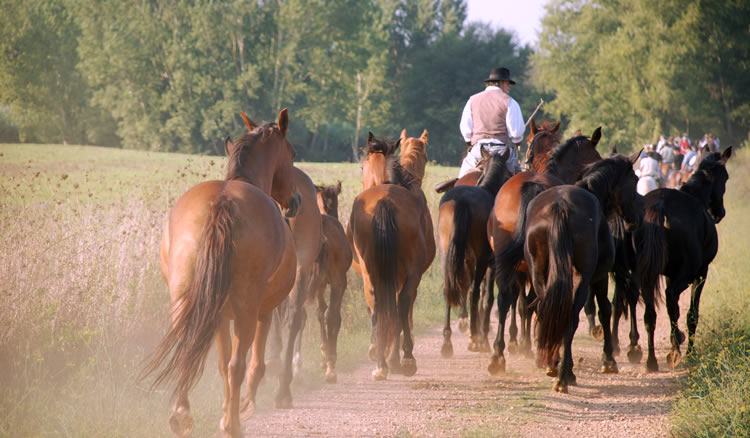 Reiten